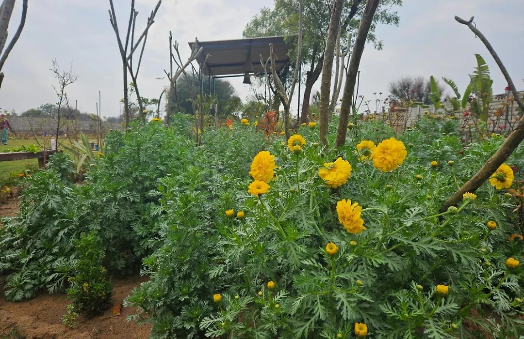 Bliss Farm Stay-1